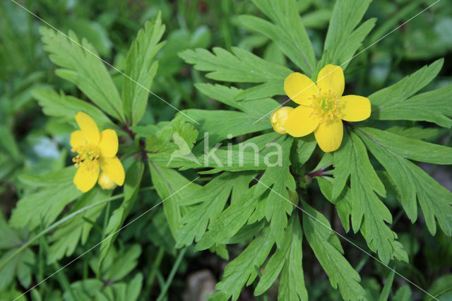 Gele anemoon (Anemone ranunculoides)