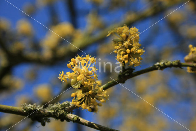 Gele kornoelje (Cornus mas)