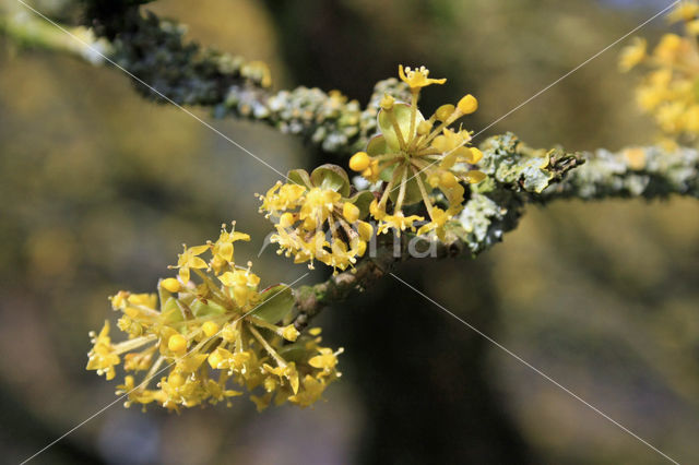 Gele kornoelje (Cornus mas)