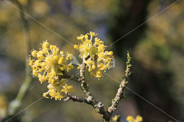 Gele kornoelje (Cornus mas)