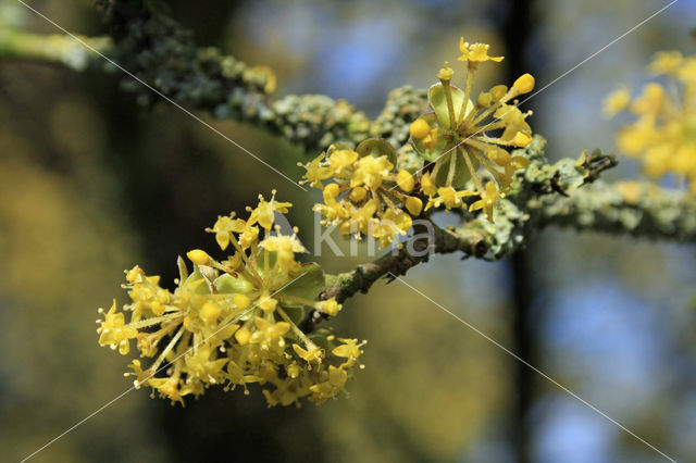 Gele kornoelje (Cornus mas)