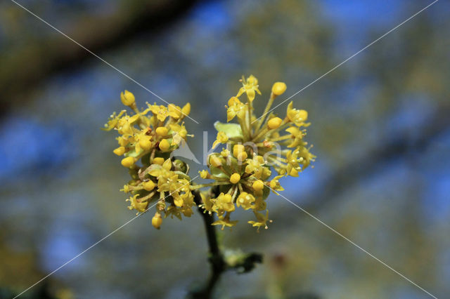 Gele kornoelje (Cornus mas)