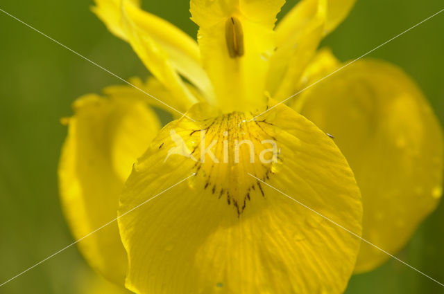 Gele lis (Iris pseudacorus)