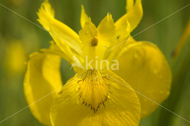 Gele lis (Iris pseudacorus)