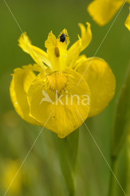 Gele lis (Iris pseudacorus)