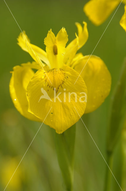 Gele lis (Iris pseudacorus)