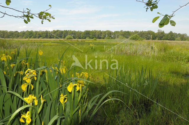 Gele lis (Iris pseudacorus)