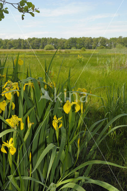 Gele lis (Iris pseudacorus)