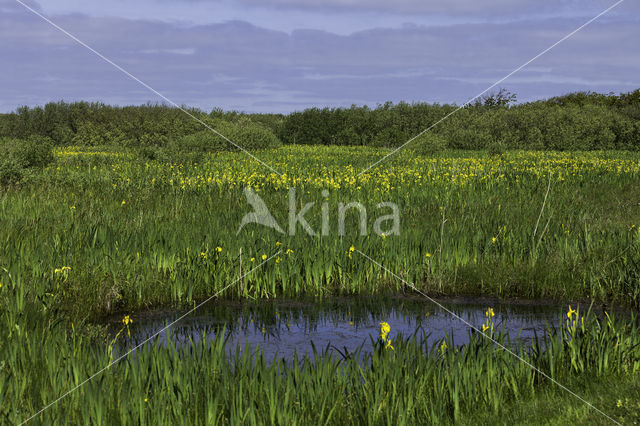 Gele lis (Iris pseudacorus)