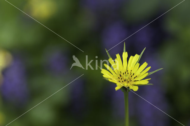 Goatsbeard