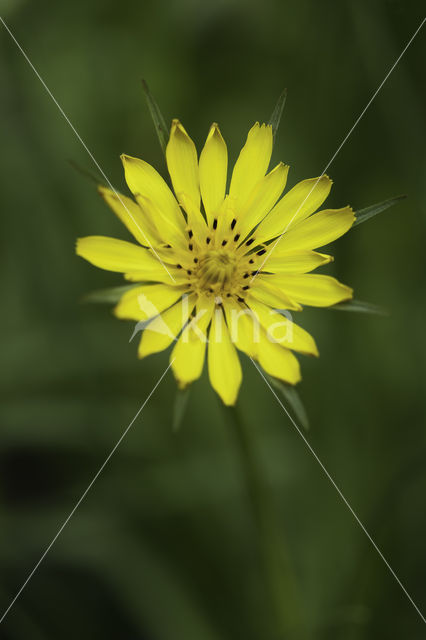 Goatsbeard