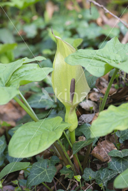 Lords-and-Ladies (Arum maculatum)