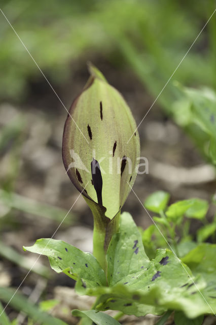 Gevlekte aronskelk (Arum maculatum)