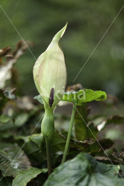 Gevlekte aronskelk (Arum maculatum)