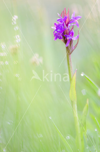 Gevlekte rietorchis (Dactylorhiza praetermissa var. junialis)