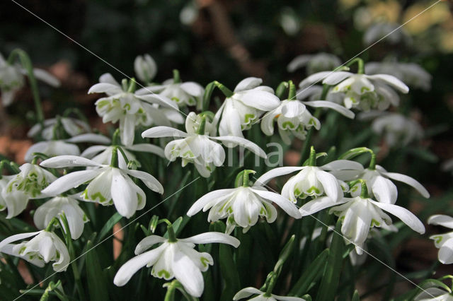 Gevuld sneeuwklokje (Galanthus nivalis c.v. plena)