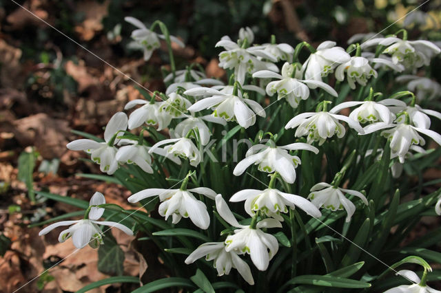 Gevuld sneeuwklokje (Galanthus nivalis c.v. plena)