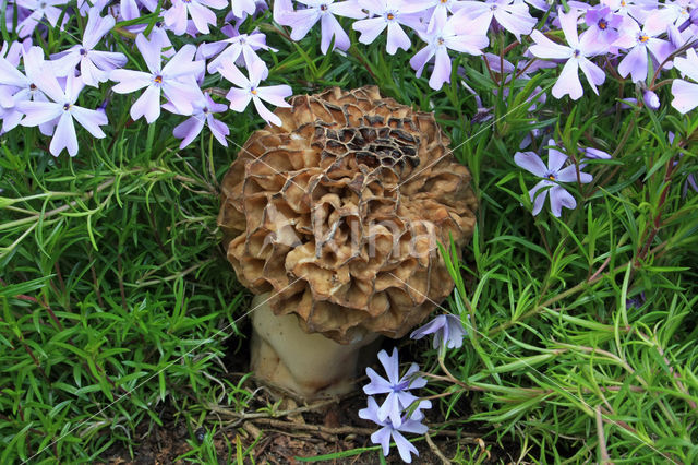 Gewone morielje (Morchella esculenta)