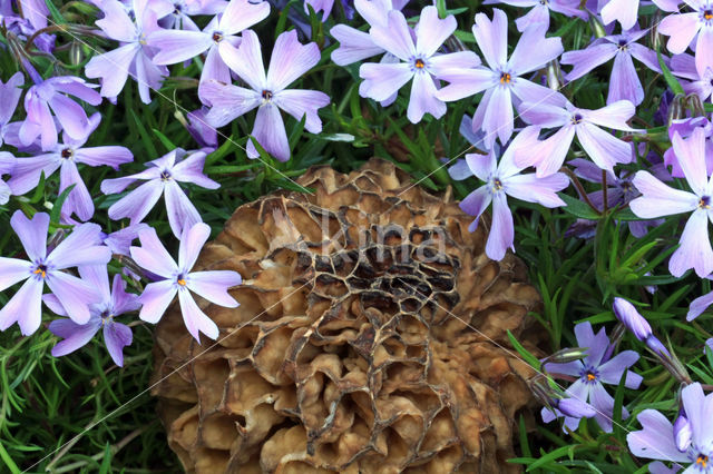 Common morel (Morchella esculenta)