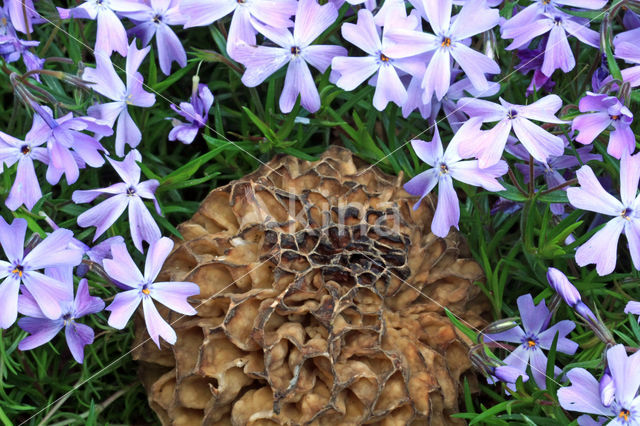 Gewone morielje (Morchella esculenta)