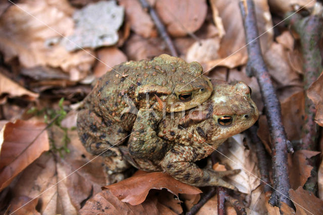 Common Toad (Bufo bufo)