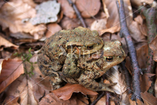 Gewone pad (Bufo bufo)