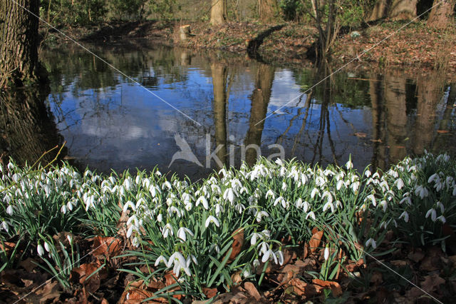 Common Snowdrop (Galanthus nivalis)
