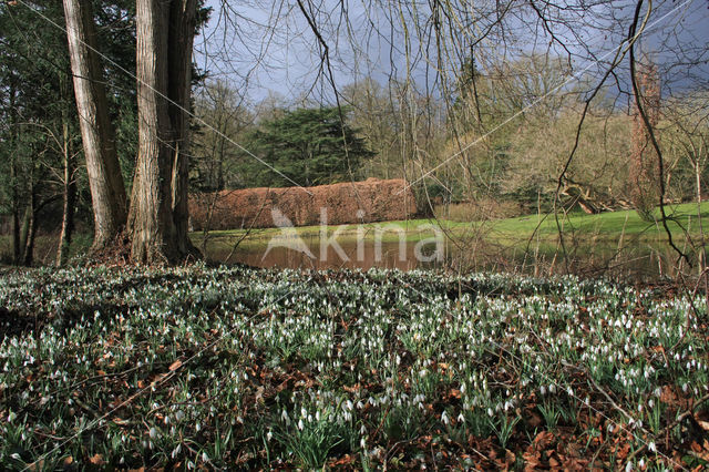 Common Snowdrop (Galanthus nivalis)