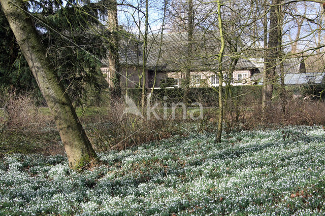 Common Snowdrop (Galanthus nivalis)