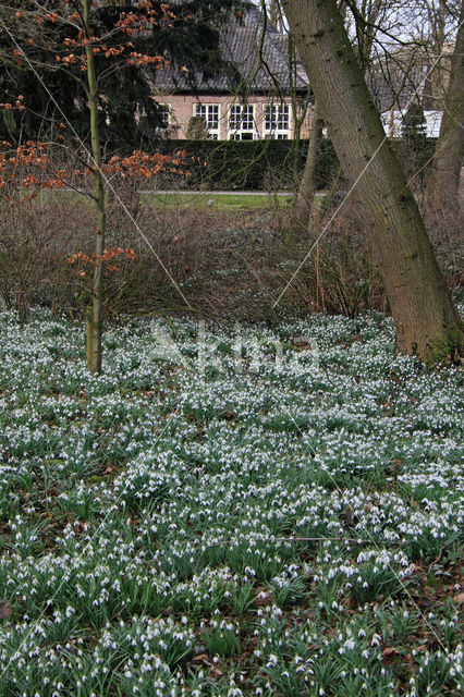 Gewoon sneeuwklokje (Galanthus nivalis)