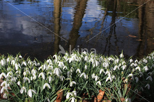 Gewoon sneeuwklokje (Galanthus nivalis)