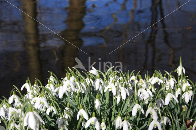 Gewoon sneeuwklokje (Galanthus nivalis)