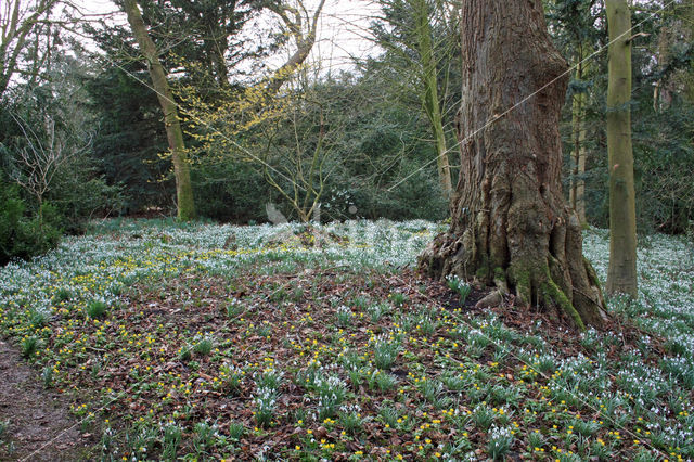 Common Snowdrop (Galanthus nivalis)