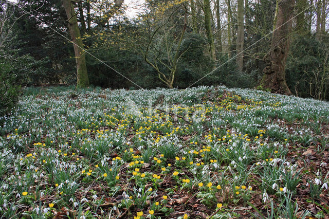 Common Snowdrop (Galanthus nivalis)