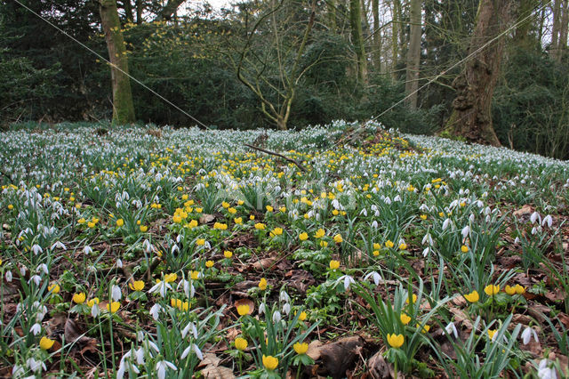 Common Snowdrop (Galanthus nivalis)