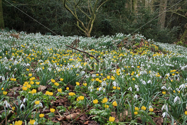 Common Snowdrop (Galanthus nivalis)