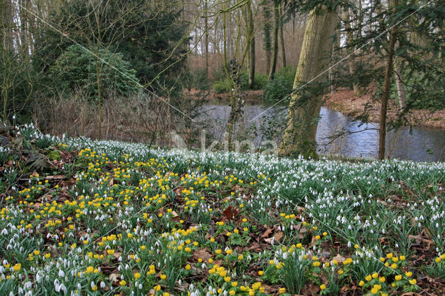 Common Snowdrop (Galanthus nivalis)