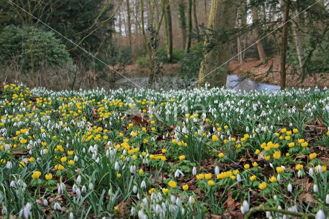 Common Snowdrop (Galanthus nivalis)