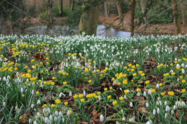 Common Snowdrop (Galanthus nivalis)