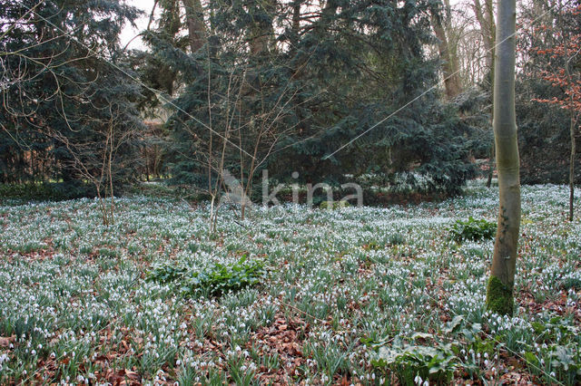 Common Snowdrop (Galanthus nivalis)