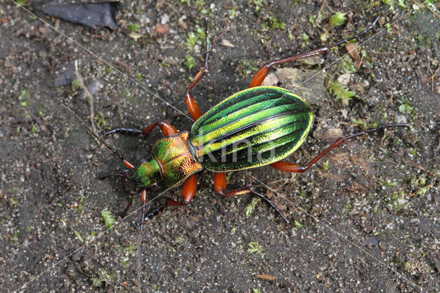 Carabus auronitens