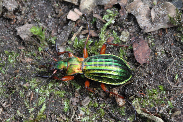 Carabus auronitens