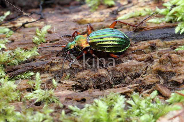 Carabus auronitens