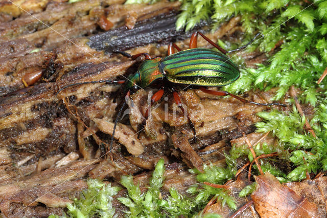 Carabus auronitens