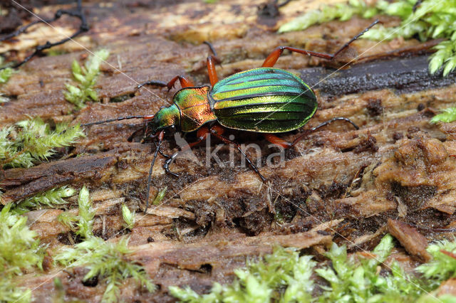 Carabus auronitens