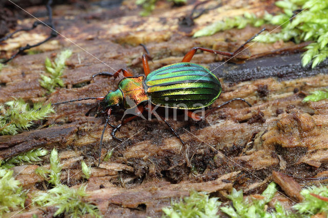 Carabus auronitens