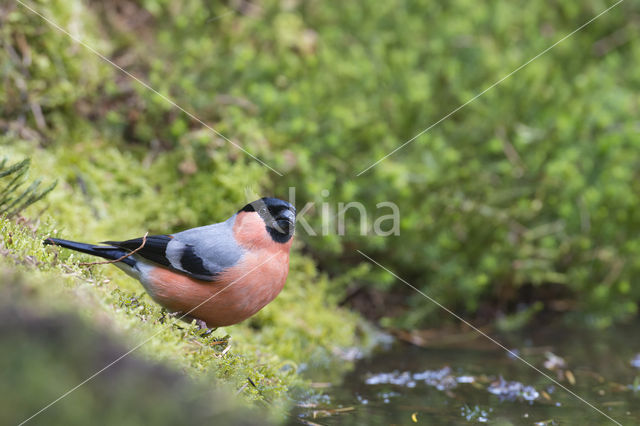 Goudvink (Pyrrhula pyrrhula)