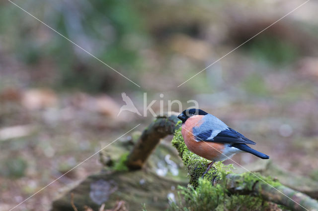 Eurasian Bullfinch (Pyrrhula pyrrhula)