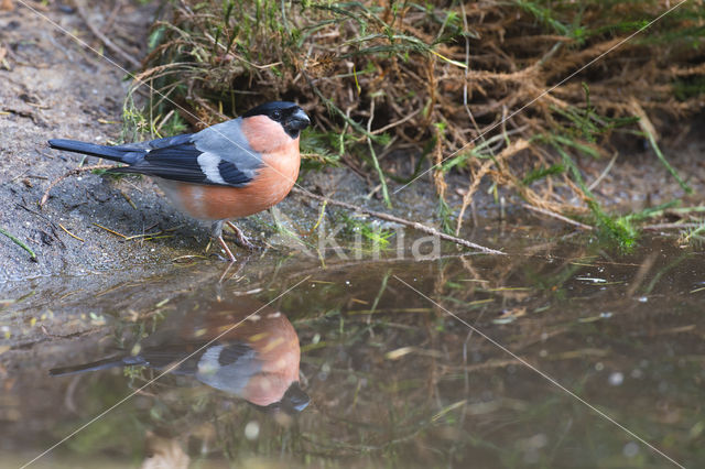 Eurasian Bullfinch (Pyrrhula pyrrhula)