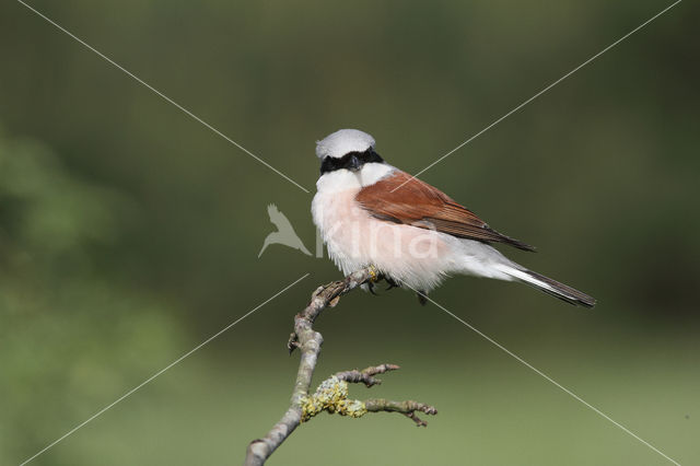 Red-backed Shrike (Lanius collurio)